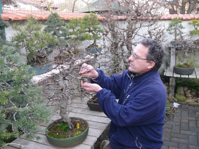 Adrian Horvat bonsai
