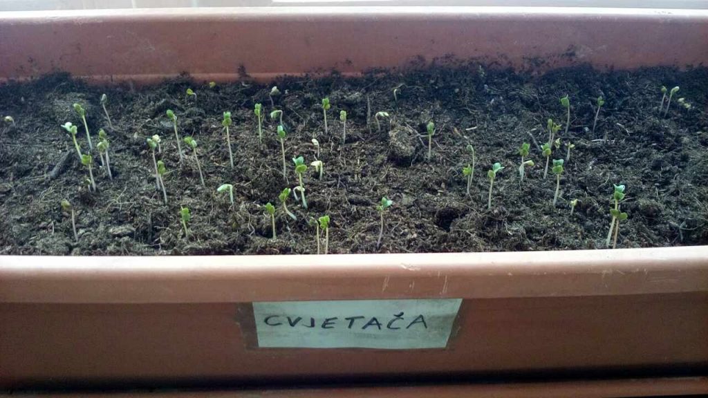 vrtić Bambi