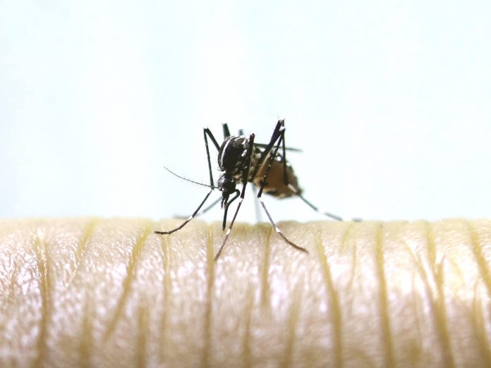 Komarac komarci