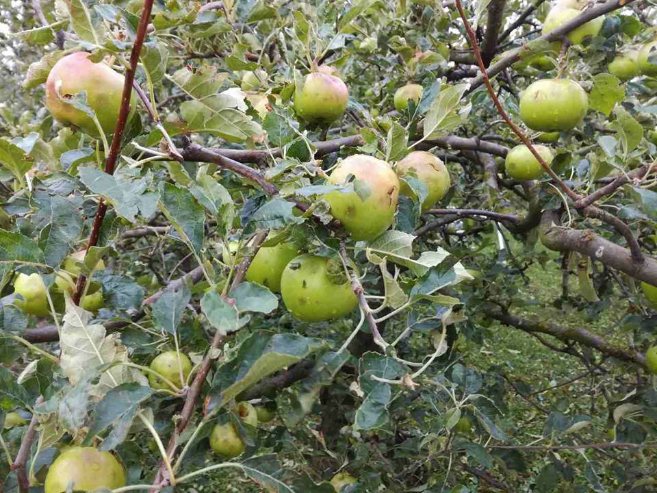Od tuče u Međimurju stradali su i voćnjaci puni jabuka