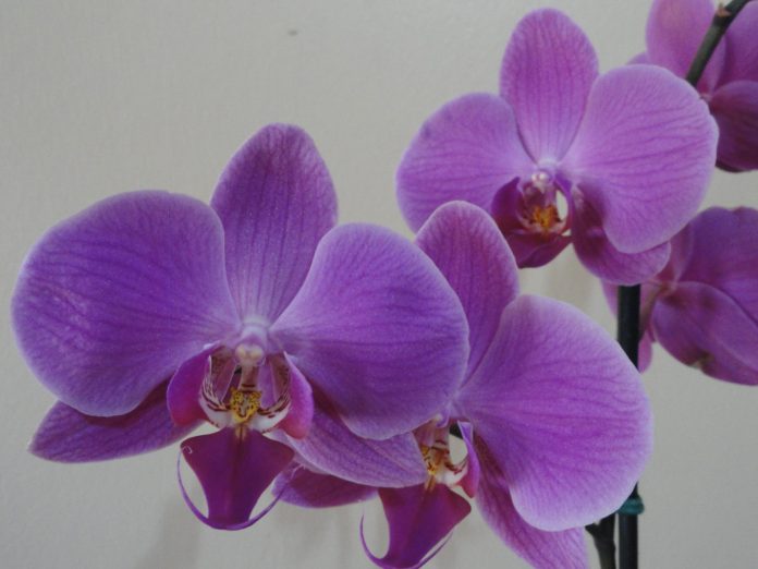 Orhideja orhideje