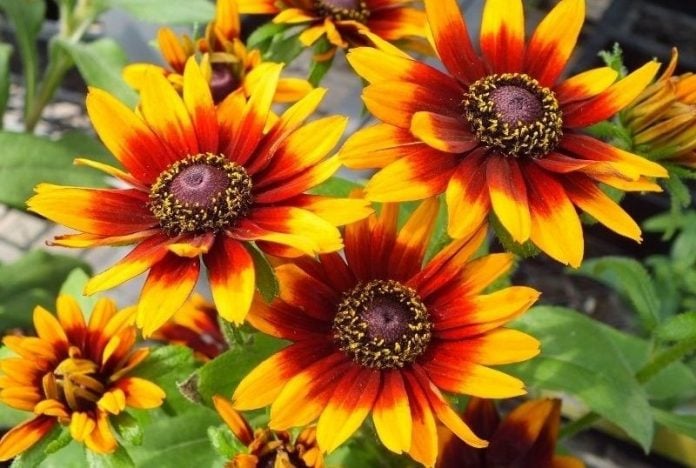 Pupavica Rudbeckia