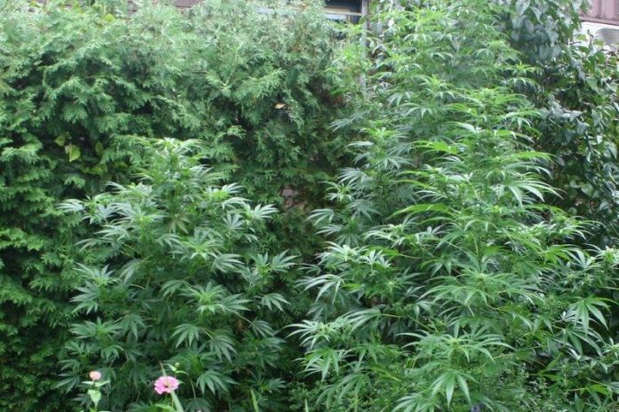 Marihuana Mursko Središće