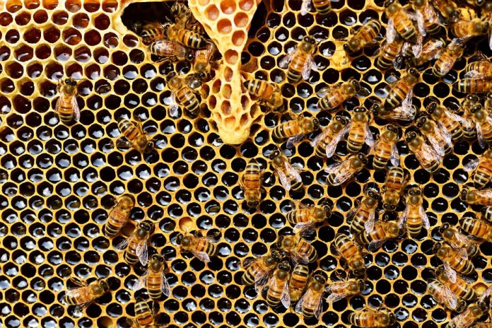 pčela pčele