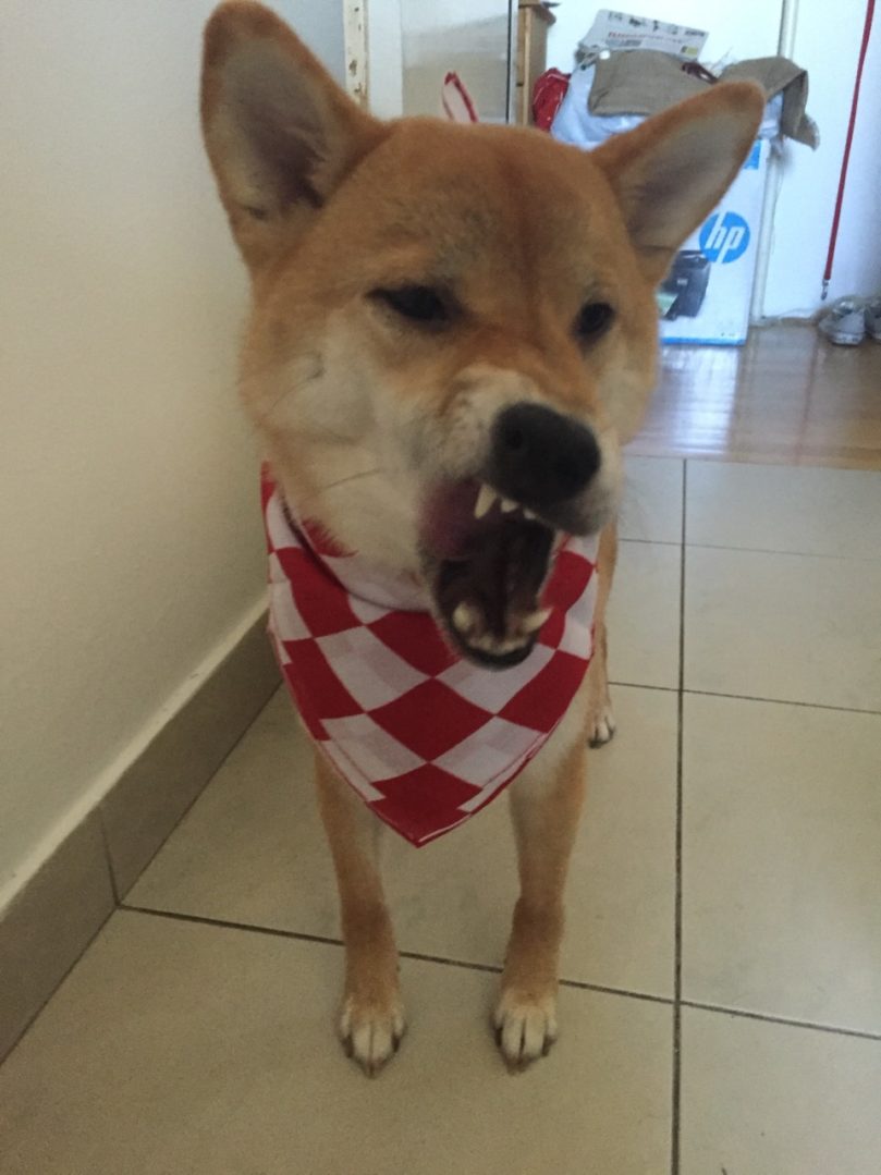 Hrvatska Shiba