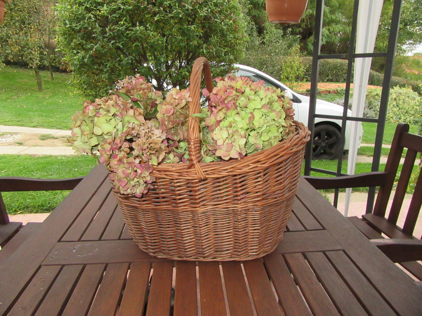 hortenzije