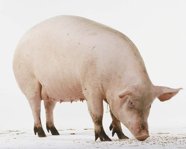 Afriト耕a Svinjska Kuga Potvrト粗na U Srbiji U Hrvatskoj Na Snazi Afriト耕a Svinjska Kuga Potvrト粗na U Srbiji U Hrvatskoj Na Snazi