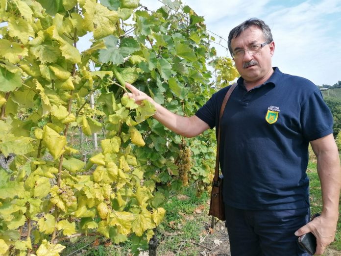 stjepan pozderec (2) zlatna žutica