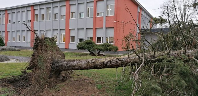 porušeno stablo ekonomska škola čakovec