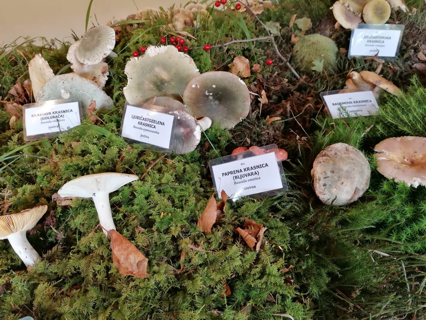 izložba gljiva