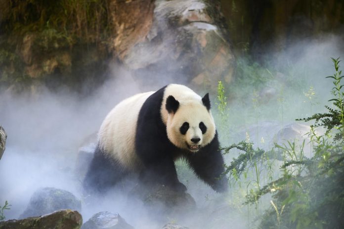 velika panda © naturepl.com, Eric Baccega, WWF