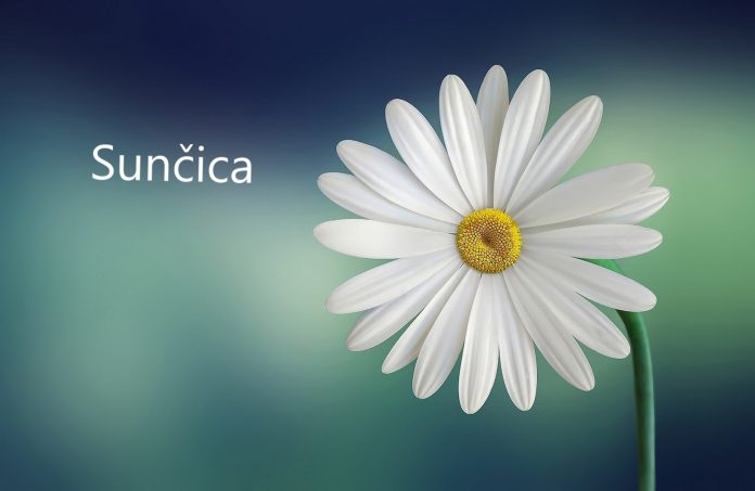 sunčica