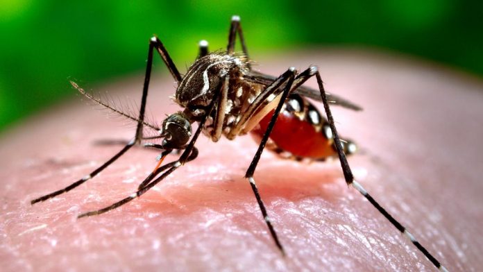 mosquito