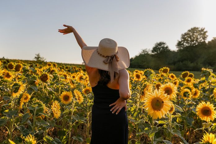 sunflowers-