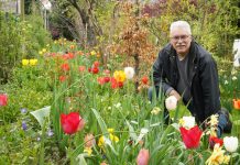Josip Ožegović među tulipanima koji krase njegovo dvorište