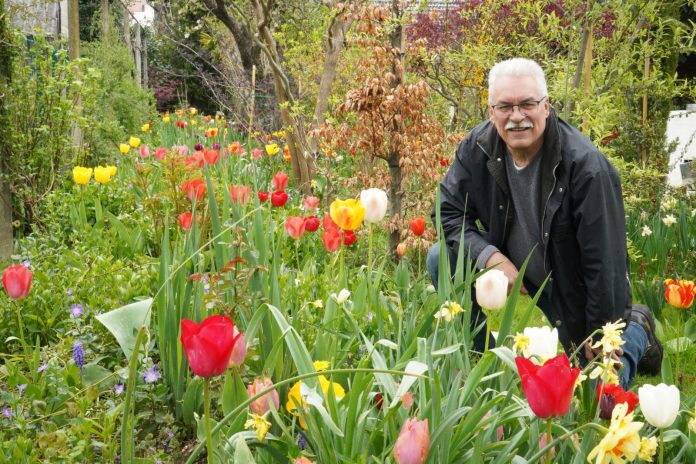 Josip Ožegović među tulipanima koji krase njegovo dvorište