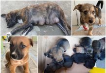 Napušteni psi romskog naselja Kotoribe