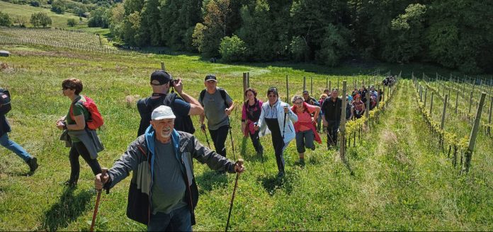 sudionici Vinskog pohoda svetog Jurja prolaze krov nasad vinograda