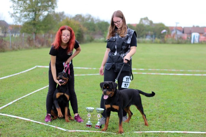 izložba rottweilera
