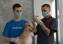 Cijepljenje psa protiv bjesnoće