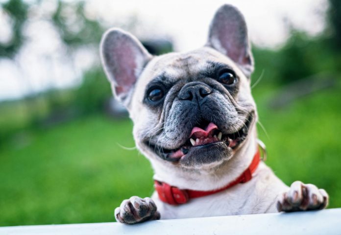 Bulldog