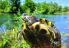 01 crvenouha kornjaca - foto Roberta Radovic