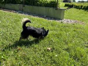 Mali crni međimurski pas