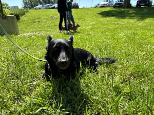 Mali crni međimurski pas leži u travi