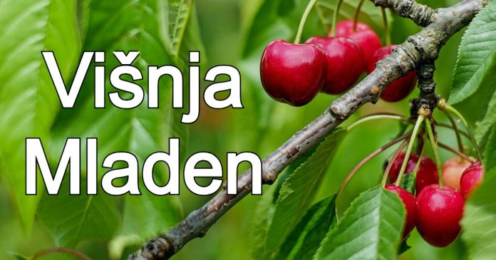 2. srpnja 2024. imendani