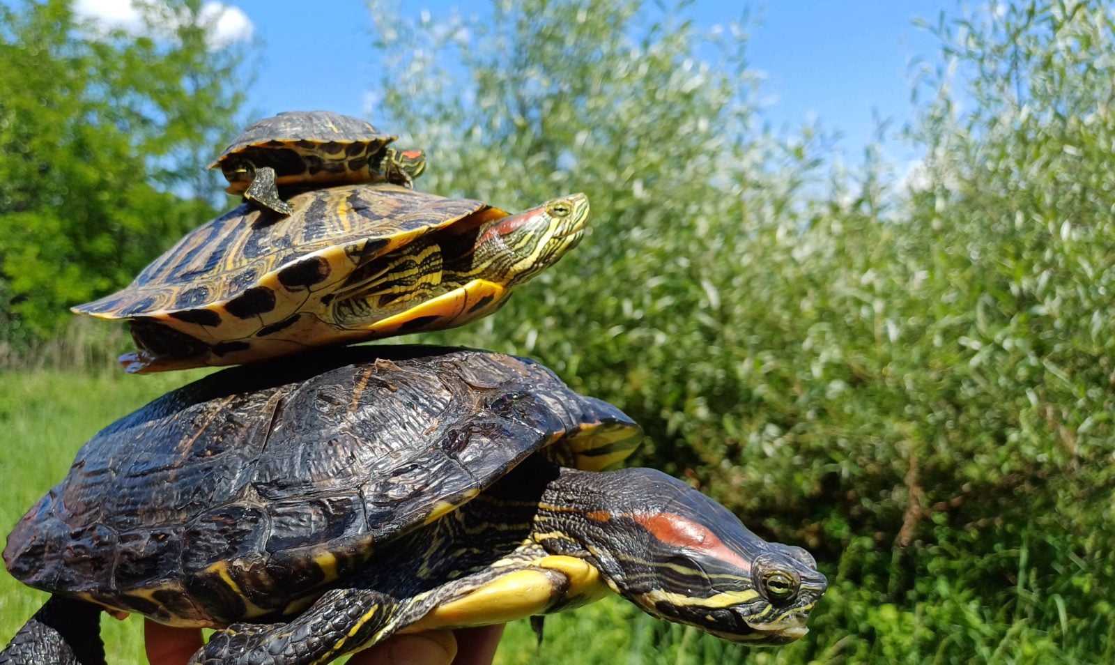 Crvenouha kornjača: Prijatelj u domu, neprijatelj u prirodi!