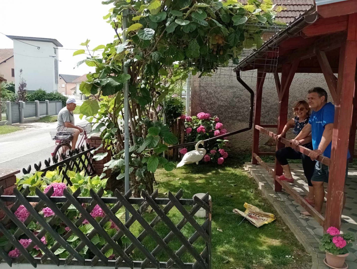 Crvenokljuni labud na travi