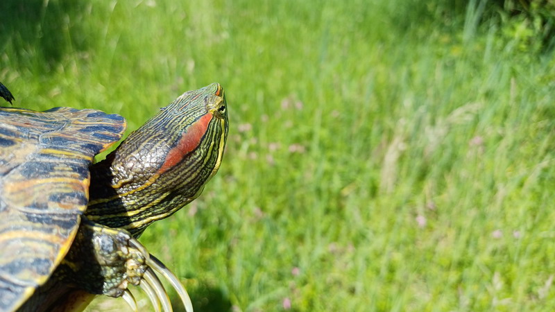 ZLIKOVCI U PRIRODI: Kako prepoznati crvenouhu kornjaču?