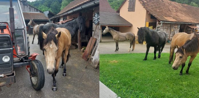 Kolaž fotografija odbjeglih konja