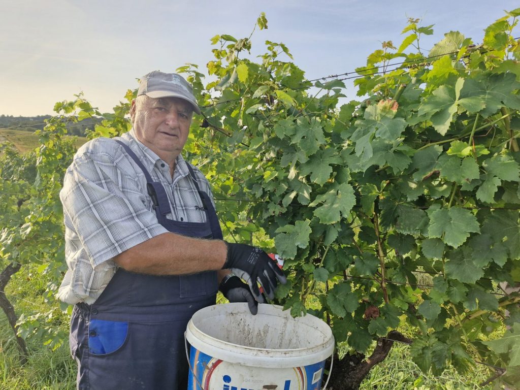 berač u vinogradu