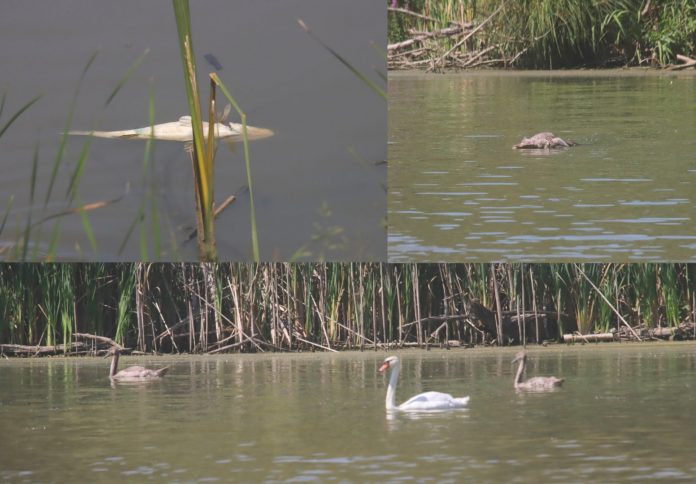 kolaž fotografija pomora smuđa