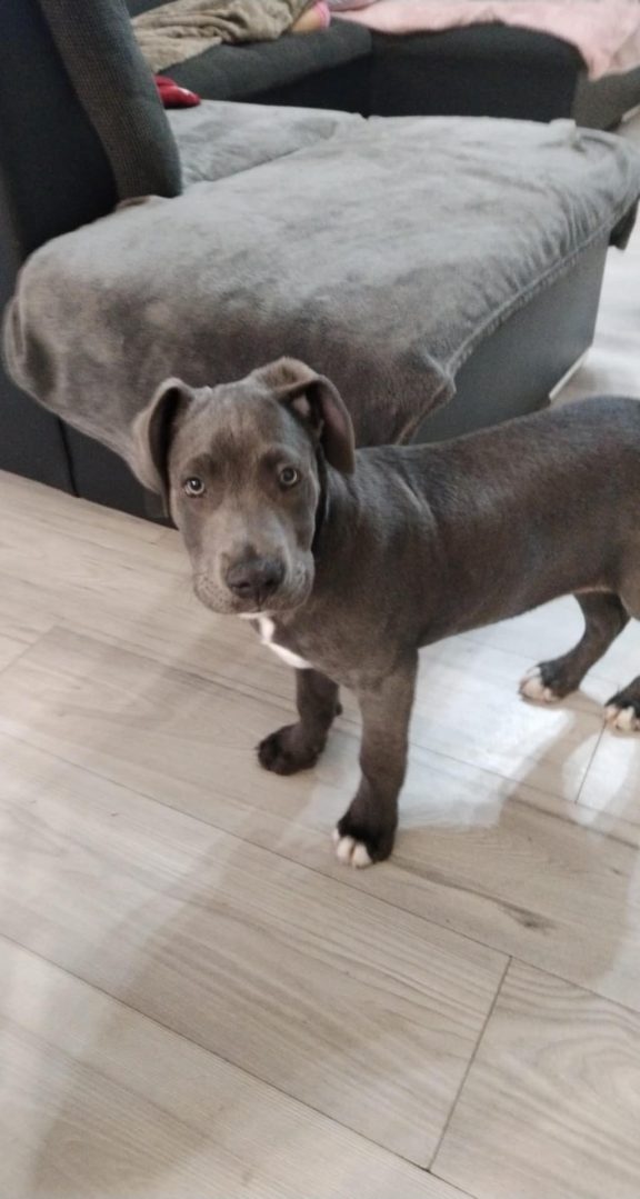 Cane Corso Pribislavec