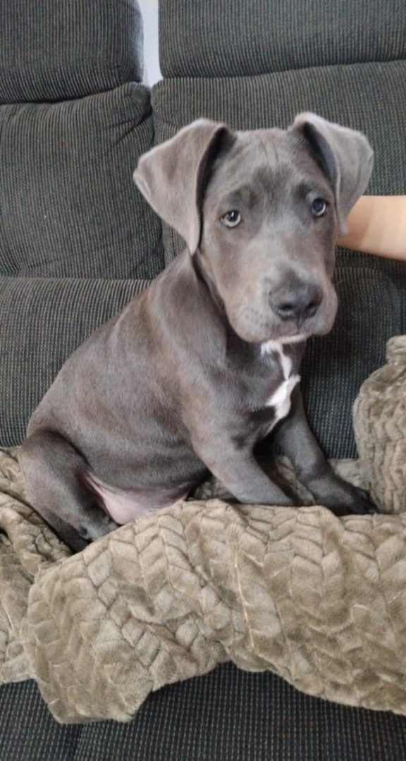 Cane Corso