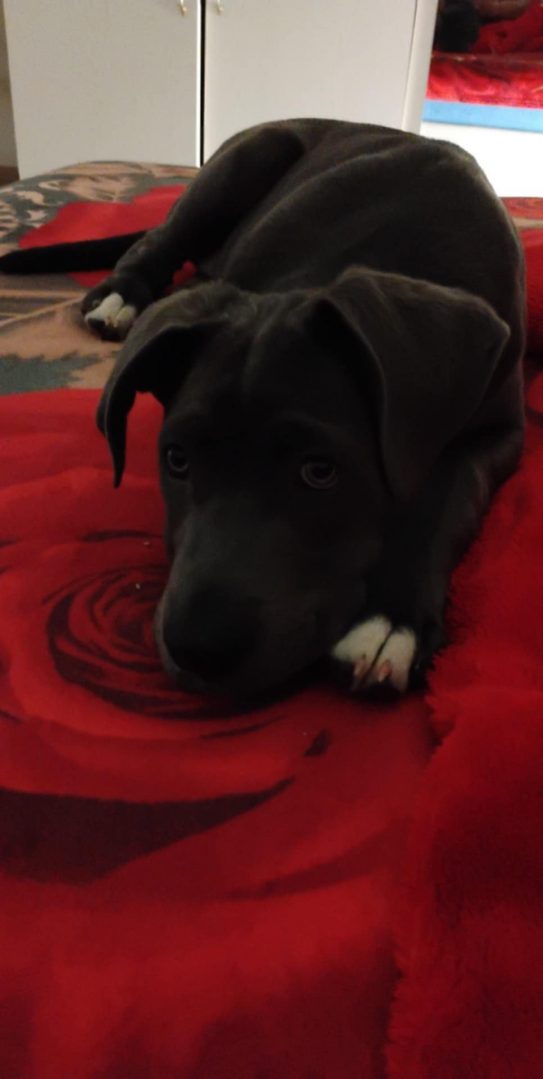 Cane Corso traži se u Pribislavcu