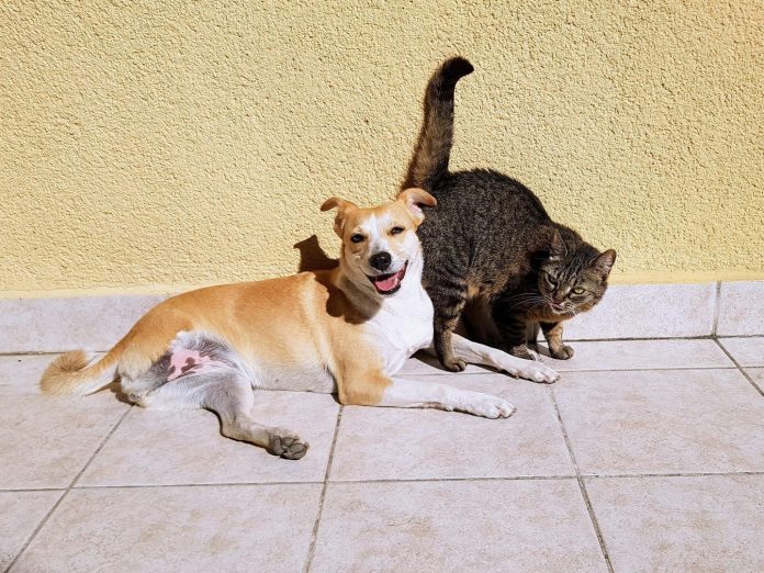 pas i mačka - sufinanciranje sterilizacije i kastracije