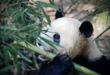 Jeste li znali koliko bambusa panda pojede u jednom danu panda