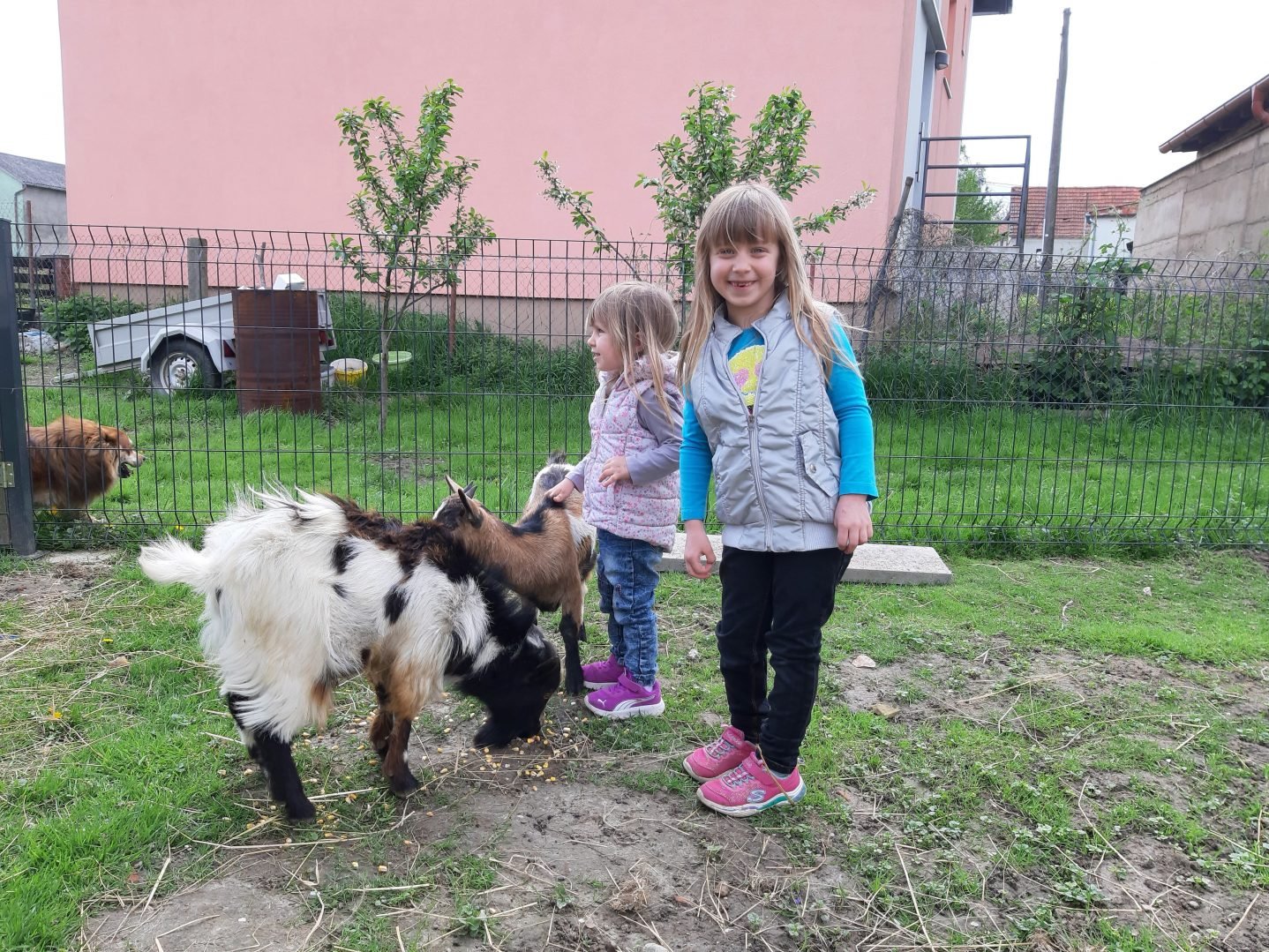 Sestre Erika i Melis s patuljastim kozicama Jankom i Suzi