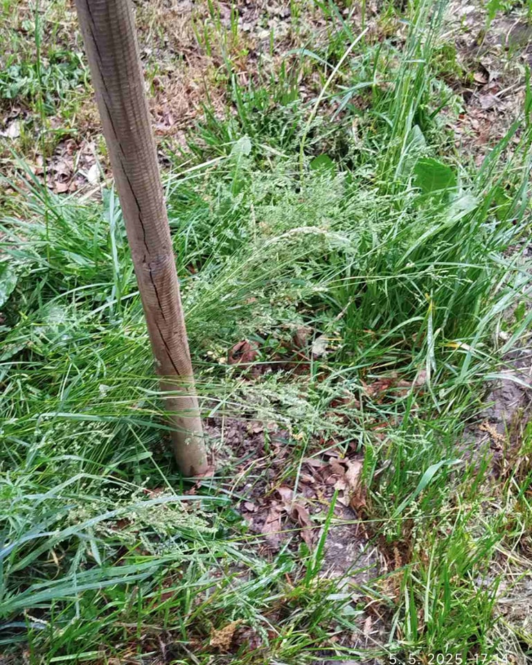 Vandali poharali park u Pribislavcu: Nestalo 40 sadnica nordijske jele, uništeni i drugi nasadi