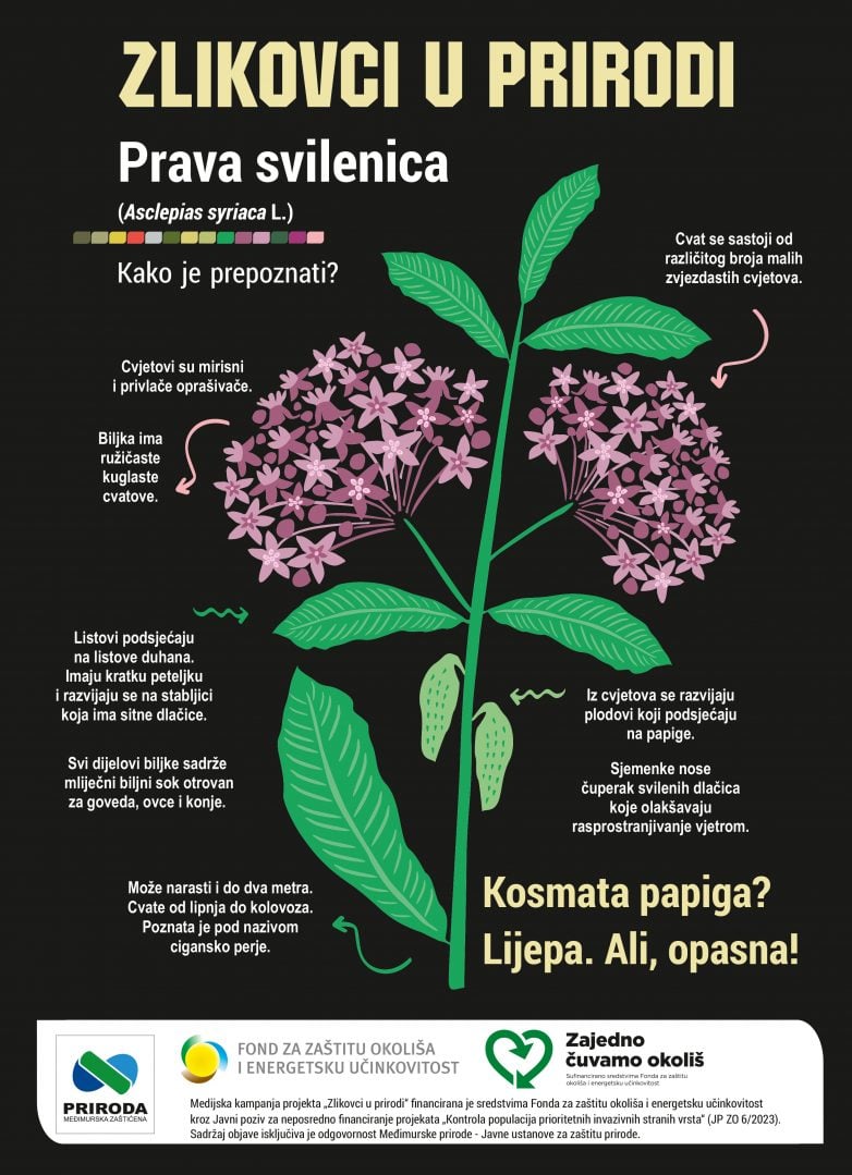 Zlikovci u prirodi - prava svilenica - ilustracija Roberta Radovic