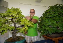 Zaronite u svijet minijaturnih drveća u srcu Čakovca!