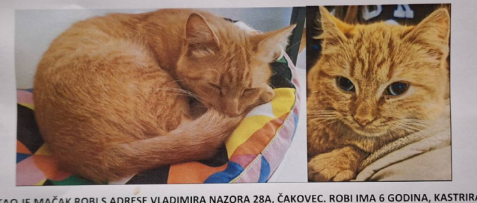 Nestali mačak Robi