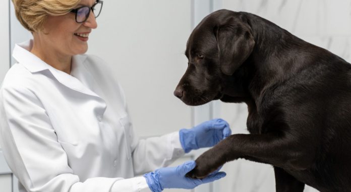 pas - veterinar - veteerinarka - sterilizacija pasa