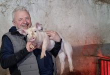Znamo li kakvo meso kupujemo i jedemo!?