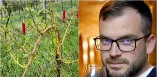 Vinarija Štampar pogođena katastrofalnom tučom: „Noćas nam je srce ostalo u vinogradu“ david štampar