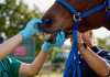 Tragedija kod Križevaca: Kobila udarila veterinara, preminuo na licu mjesta kobila - konj - veterinar