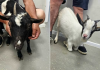 Mini koze u Veterinarskoj stanici Prelog-Ambulanta za male životinje